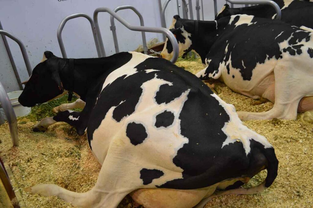 cows-Milk_Business