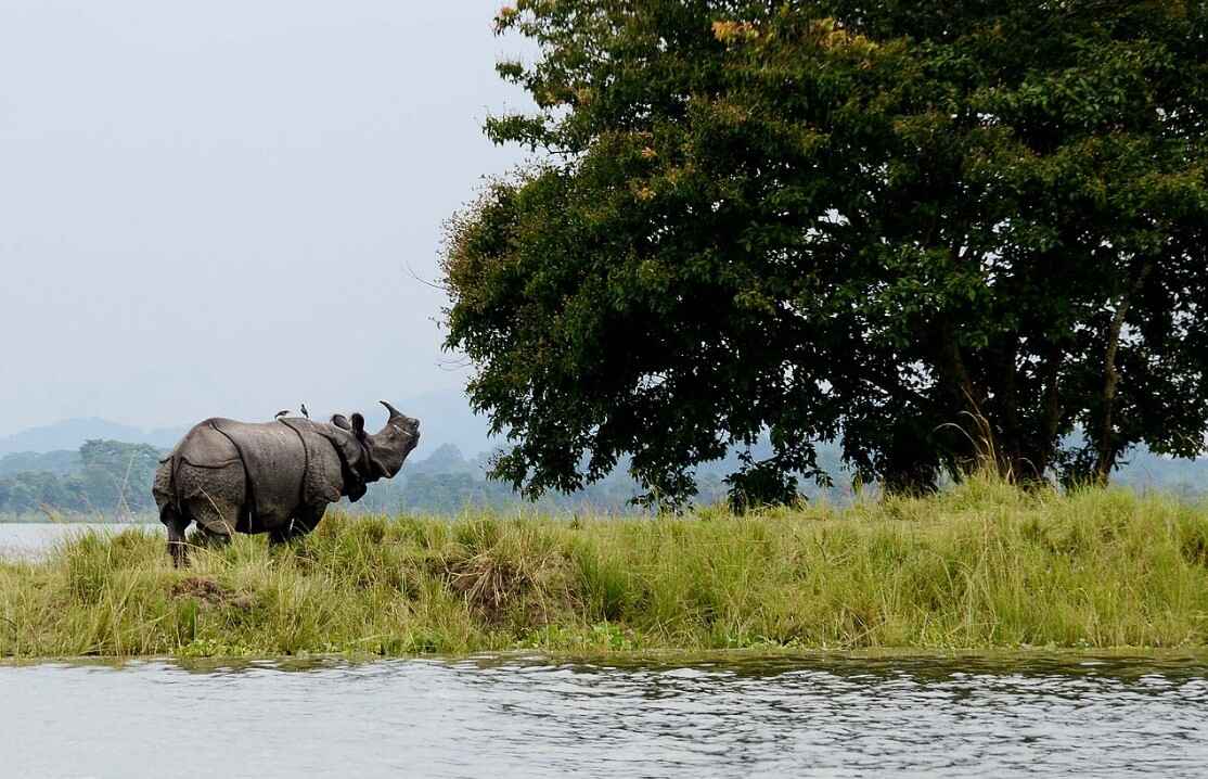 Kaziranga-National-Park-Assam